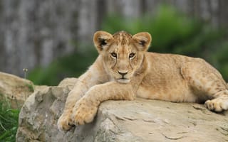 Картинка взгляд, поза, портрет, камни, лев, малыш, лапы, лежит