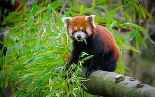 Картинка зелень, лето, листья, поза, деревья, взгляд, природа