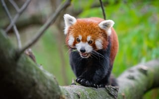 Картинка взгляд, деревья, ветки, пасть, поза, природа, лапы