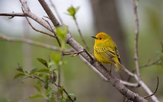 Картинка зелень, листья, птица, деревья, природа, ветки, желтый