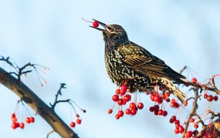 Картинка ветки, природа, плоды, клюв, птица, ягоды, голубой, гроздья