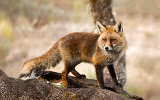 Картинка взгляд, деревья, рыжая, кора, природа, поза, лиса