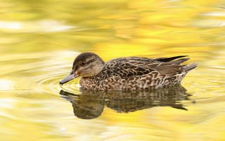 Картинка вода, капли, серый, птица, утки, желтый, отражение