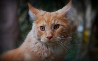 Картинка кошка, кот, взгляд, портрет, крупный план, морда, размытие
