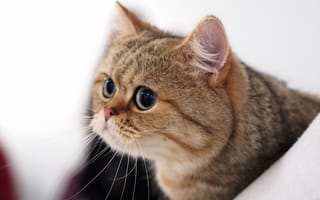 Картинка кот, мордочка, Британская короткошёрстная кошка, котэ, портрет, взгляд, глазища, котейка