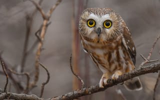 Картинка взгляд, ветки, сова, серый, природа, птица, сыч