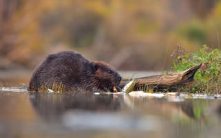 Картинка взгляд, природа, профиль, река, бобер, поза, бревно