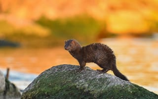 Картинка осень, взгляд, желтый, поза, камни, природа, оранжевый