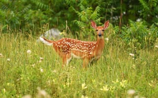 Картинка зелень, лето, луг, природа, взгляд, Бэмби, трава, олень