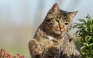 Картинка кошка, лето, поза, кот, взгляд, пчела, свет, листья