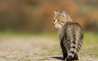 Картинка кошка, кот, поза, серый, природа, свет, взгляд