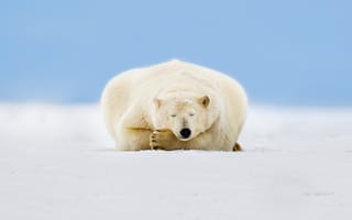 Картинка Аляска, снег, лед, белый медведь, небо, Beaufort Sea, Arctic National Wildlife Refuge