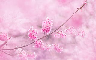 Картинка сакура, ветки, цветы