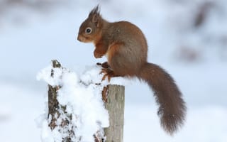 Картинка зима, снег, хвост, профиль, природа, пень, белка, поза