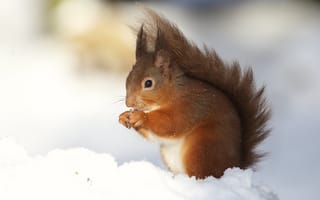 Картинка зима, свет, грызун, белочка, снег, белка