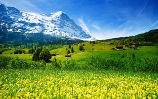 Картинка Швейцария, трава, горы, лес, долина, цветы, домики, зелень, ледник, поля