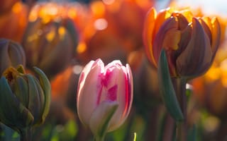 Картинка Тюльпаны, свет, макро, боке, бутоны, весна, цветы
