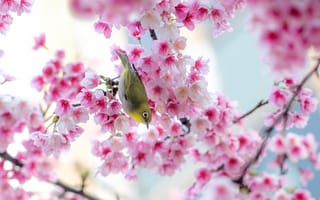 Обои Японская белоглазка, сакура, птица, розовые, природа, дерево, весна, ветки, цветы