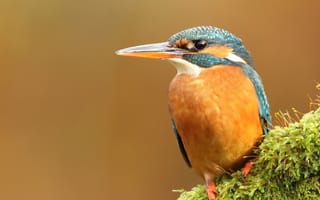 Картинка зелень, оранжевый, мох, птичка, яркие, ветки, птица