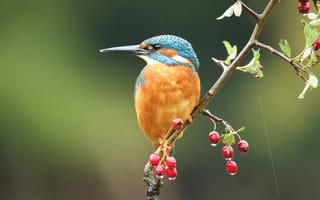 Картинка листья, ветки, красный, птица, плоды, ягоды, зеленый