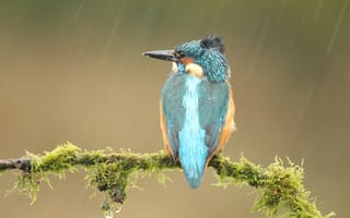 Картинка капли, ветки, мох, голубой, крылья, дождь, птица