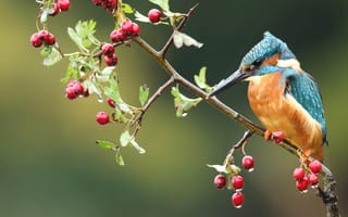 Картинка дождик, капли, зеленый, красный, ветки, птица, ягоды