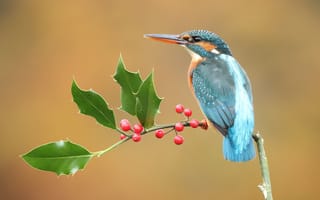 Картинка взгляд, листья, ветки, плоды, ягоды, красный, птица