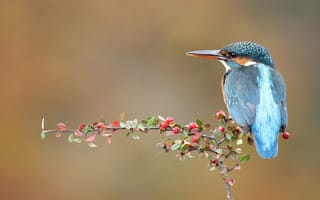 Картинка ветки, ягоды, листочки, плоды, спинка, птица, голубой