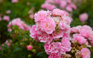 Картинка Розы, Розовые розы, Roses, Pink roses