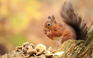 Картинка природа, белка, пень, трапеза, орехи, рыжая, грибы