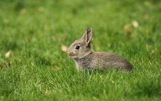 Картинка зелень, лето, серый, трава, малыш, заяц, зайчик, природа