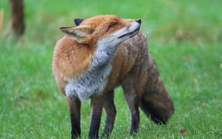 Картинка зелень, лето, трава, поза, прогулка, лисица, лиса, рыжая