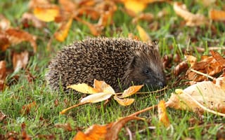 Картинка осень, трава, желтый, листва, мордочка, взгляд, листья, природа