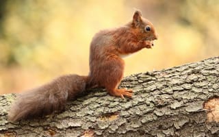 Картинка деревья, желтый, хвост, профиль, белка, поза, бревно