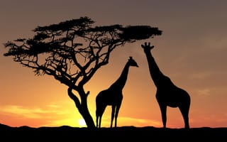 Картинка животные, африка, дикая природа, жирафы, закат солнца, деревья, солнце, небо, вечер