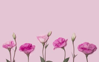 Обои цветы, розовые, розовый, eustoma, flowers, pink, эустома