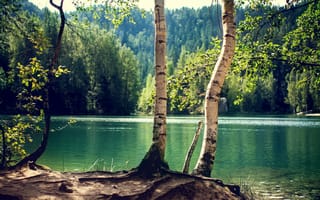 Картинка озеро, лес, ствол, береза, солнечно, деревья