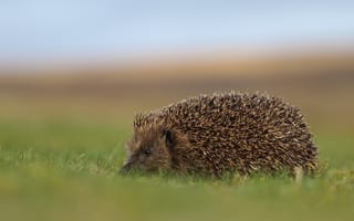 Картинка трава, природа, ёжик, ёж, прогулка