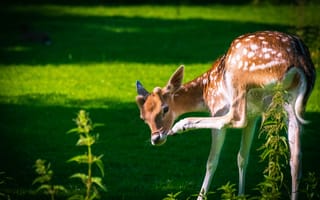 Картинка зелень, лето, природа, поза, свет, поляна, оленёнок, олень