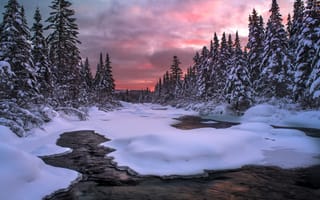 Картинка зима, лес, пейзаж, природа, ели, водоем, снег