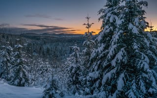 Картинка зима, лес, ели, пейзаж, природа, снег