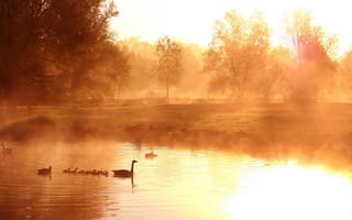 Картинка утро, озеро, туман, утки