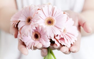Обои растения, цветы, розовые, руки