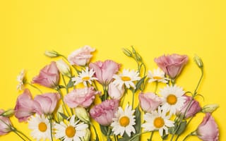 Картинка цветы, ромашки, розовые, eustoma, camomile, pink, эустома, flowers