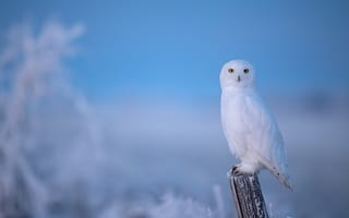 Картинка зима, голубой, полярная, полярная сова, птица, столб, иней, сова