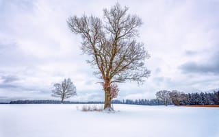 Картинка небо, поле, лес, зима, снег, дерево