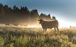 Картинка поле, лес, лето, природа, свет, небо, туман, трава