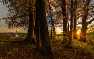 Картинка осень, листья, солнце, свет, лучи, деревья, желтый, ветки