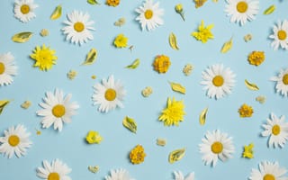 Картинка цветы, ромашки, camomile, голубой, white, yellow, floral, хризантемы