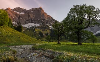 Картинка зелень, поле, природа, одуванчик, камни, горы, лес, деревья